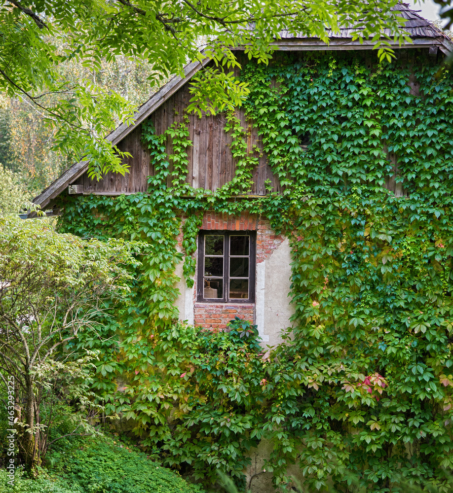 House in green thickets of foliage.