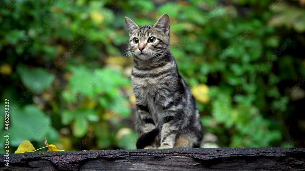 close-up view of a beautiful cat against a green background close-up view of a beautiful cat against a green background