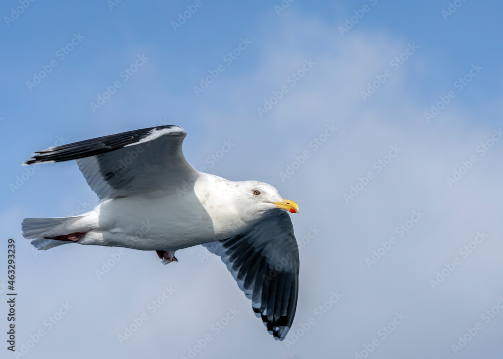 Glaucous gull (Larus hyperboreus) flying in Hokkaido winter Glaucous gull (Larus hyperboreus) flying in Hokkaido winter