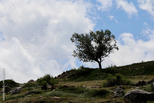 lonely green apple tree on the mountain slope with clouds and scenery landscape on background