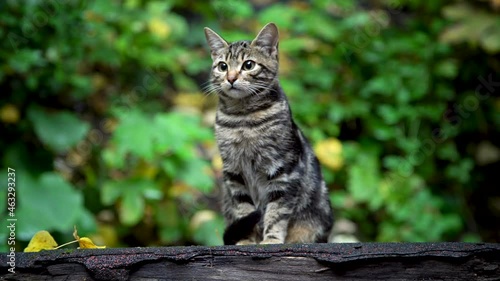 close-up view of a beautiful cat against a green background