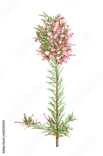 beautiful branch of a bush with flowers rosemary grevillea  Grevillea rosmarinifolia  isolated on a white background