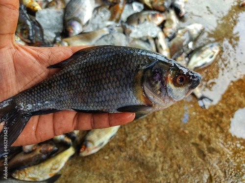 big cultured rohu carp fish in hand of a fish farmer