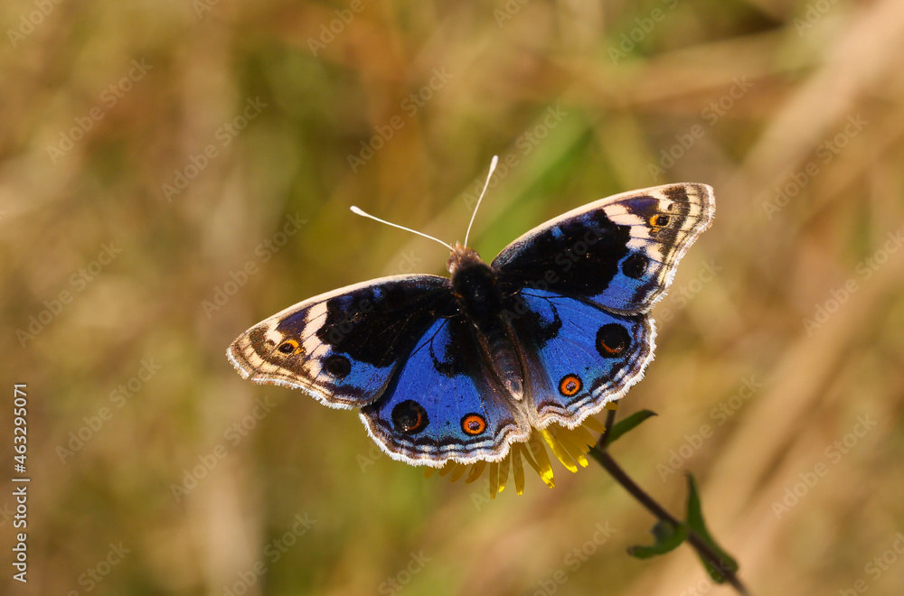 Obraz premium butterfly with fully spread wings, Junonia orithya