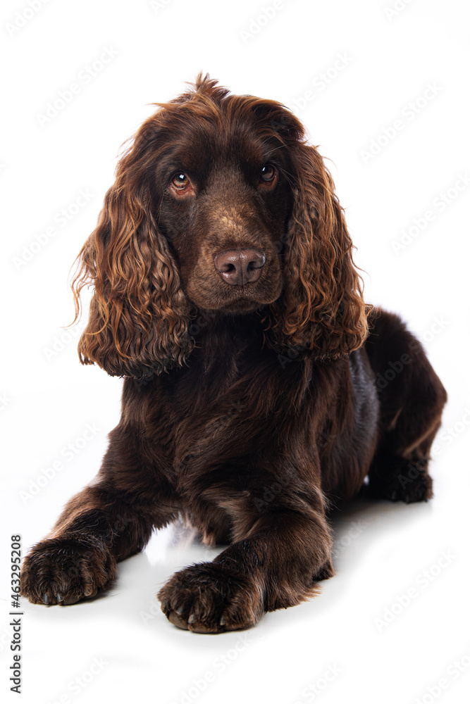 Cocker spaniel dog lying isolated on white