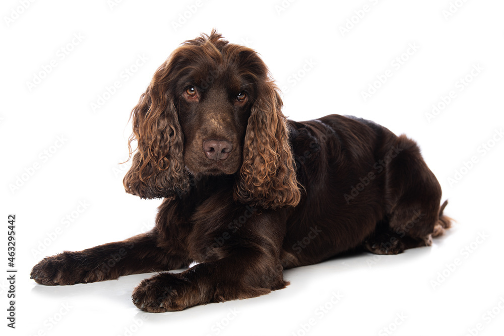 Cocker spaniel dog lying isolated on white Cocker spaniel dog lying isolated on white
