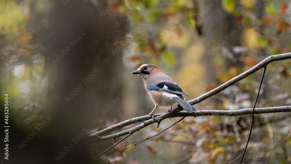 bird, wild lebende tiere, natur, robin, wild, tier, ast, blau, baum, bird, wild lebende tiere, natur, robin, wild, tier, ast, blau, baum,