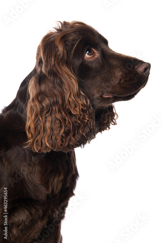 Cocker spaniel dog looking up isolated on white
