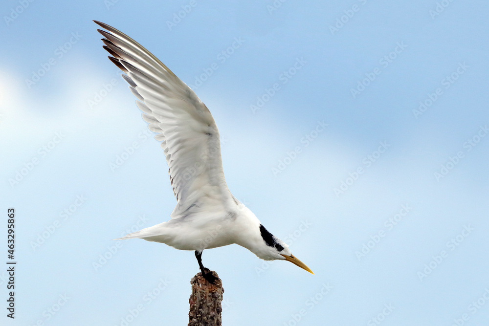 Cabot's Tern (Thalasseus acuflavidus) perched on a log preparing to take off. Cabot's Tern (Thalasseus acuflavidus) perched on a log preparing to take off.