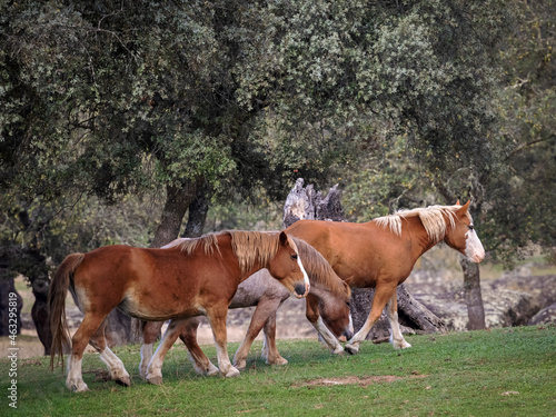 Three horses in a pasture near Arroyo de la Luz. Spain.