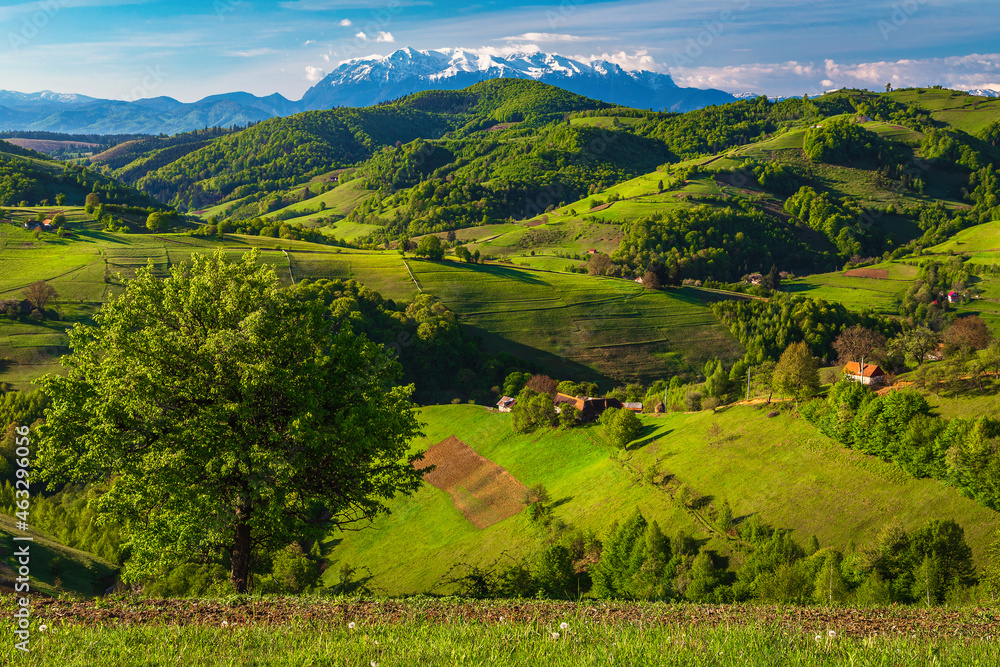 Obraz premium Spring landscape with farmlands on the slopes, Holbav, Romania