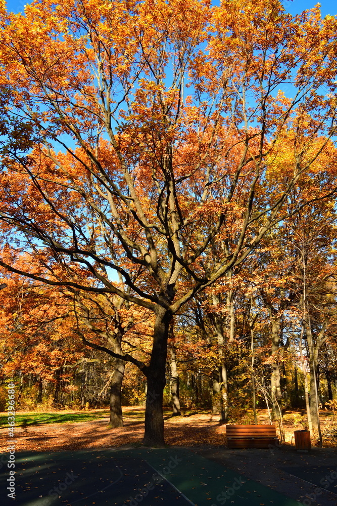 Fototapeta premium Yellow leaves on an oak branch in sunlight on a blue sky