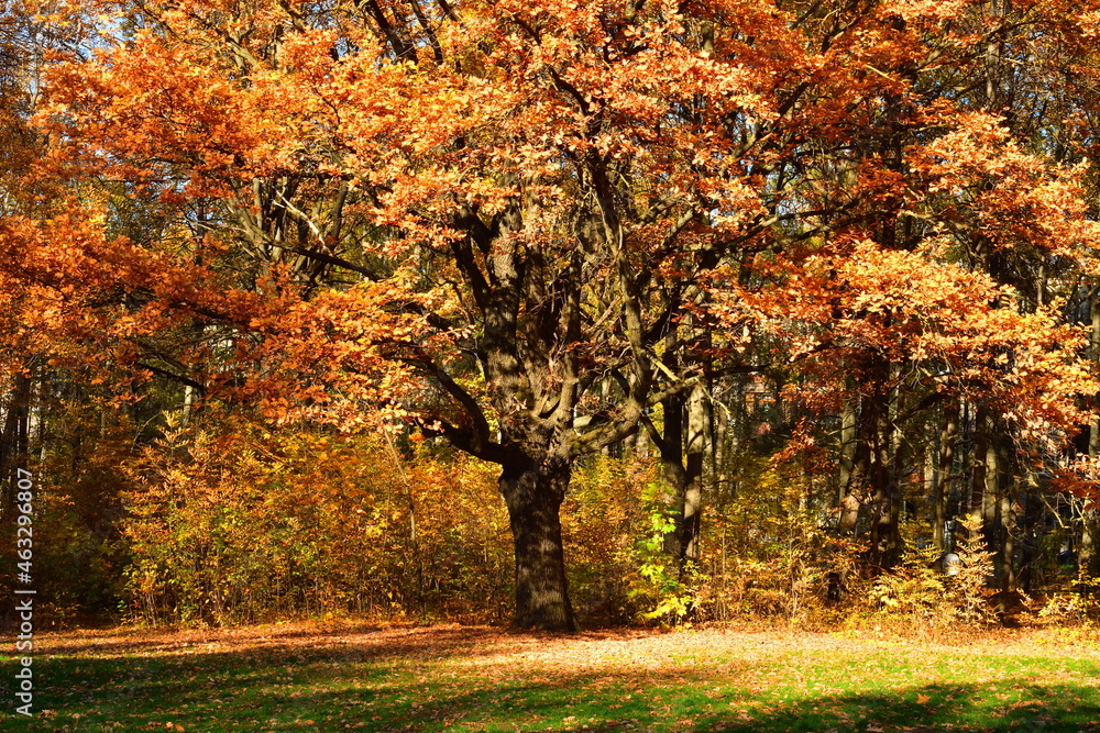 Fototapeta premium Yellow oaks in the sunlight in the park