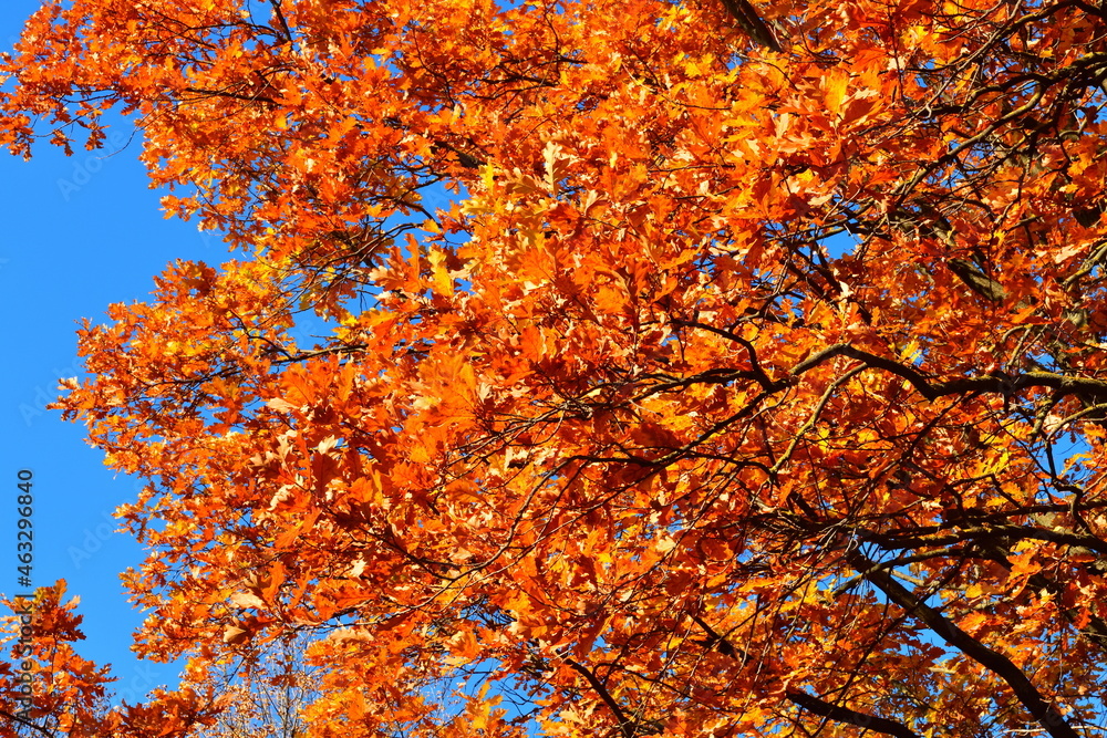 Yellow leaves on an oak branch in sunlight on a blue sky