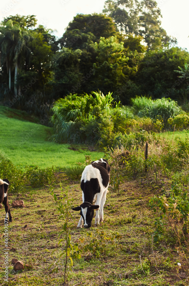 cows in the field cows in the field