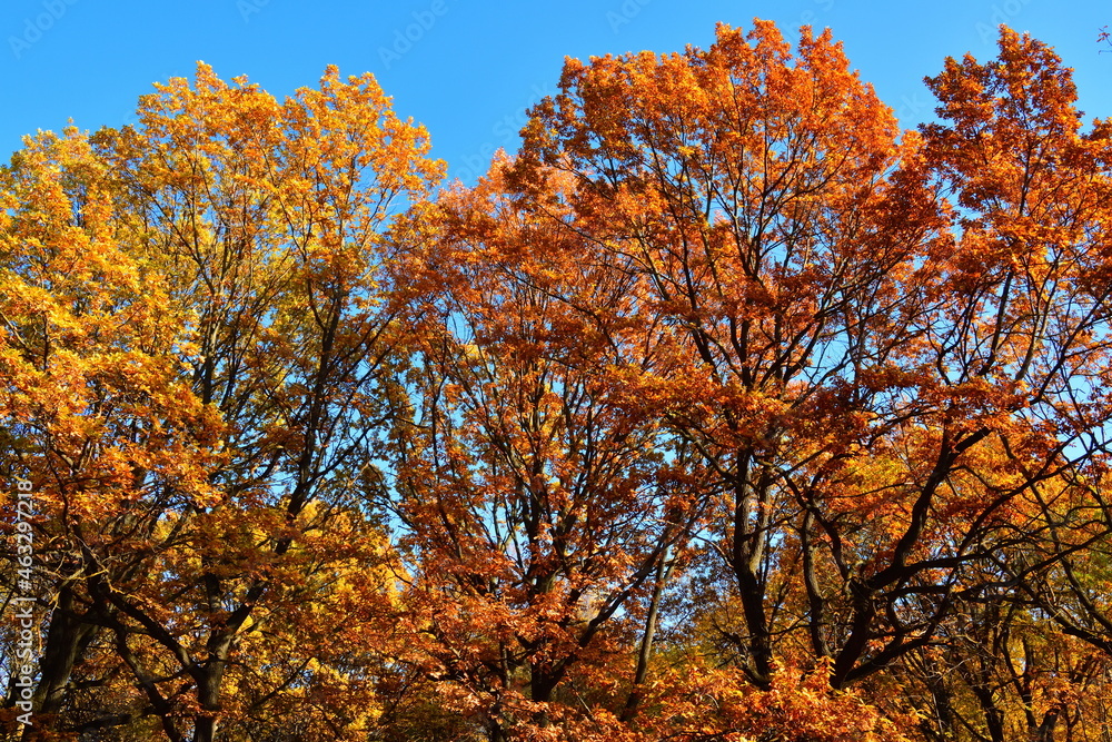 Yellow leaves on an oak branch in sunlight on a blue sky Yellow leaves on an oak branch in sunlight on a blue sky