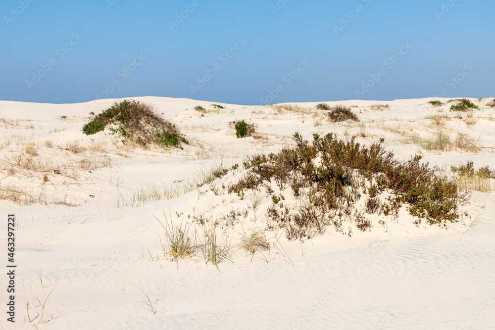 Vegetation over sand dunes