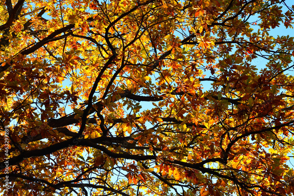 Fototapeta premium Yellow leaves on an oak branch in sunlight on a blue sky