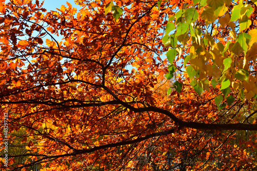 Yellow leaves on an oak branch in sunlight on a blue sky