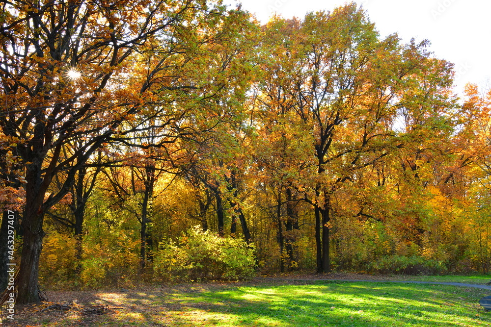 Yellow oaks in the sunlight in the park