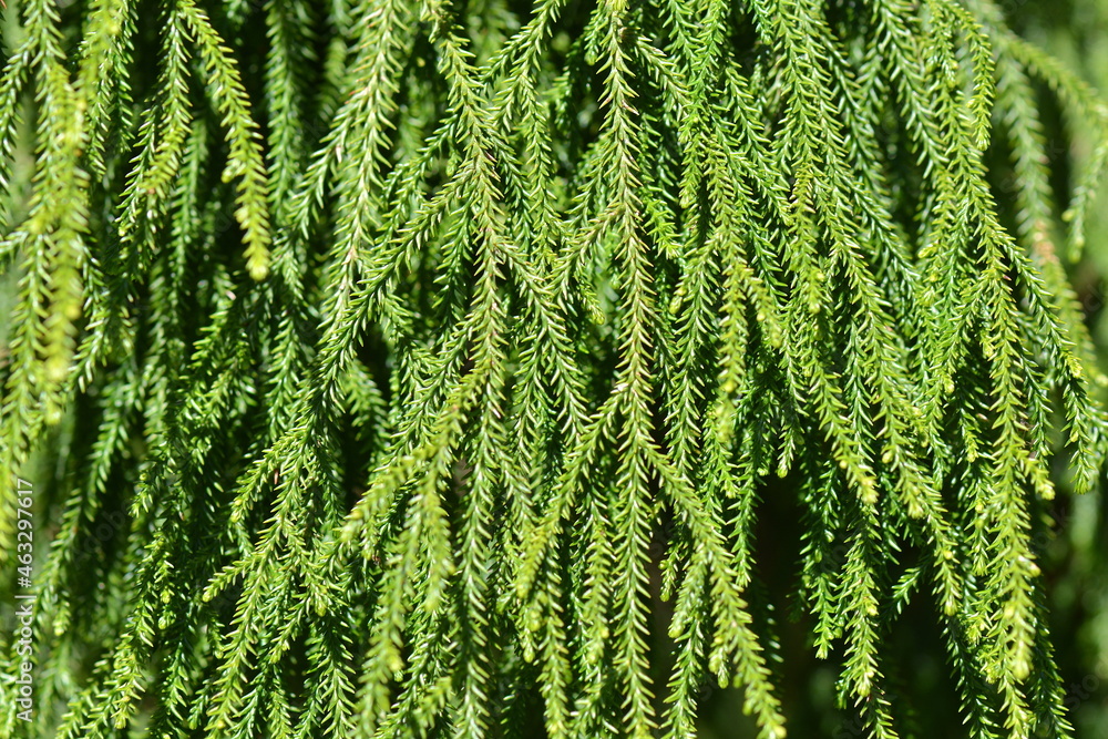 New Zealand Rimu (Red Pine or Podocarpaceae) Leaves make great textures ...