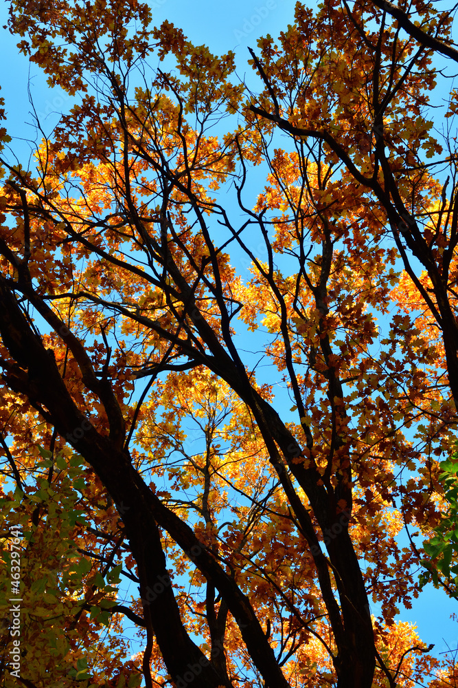 Obraz premium Yellow leaves on an oak branch in sunlight on a blue sky