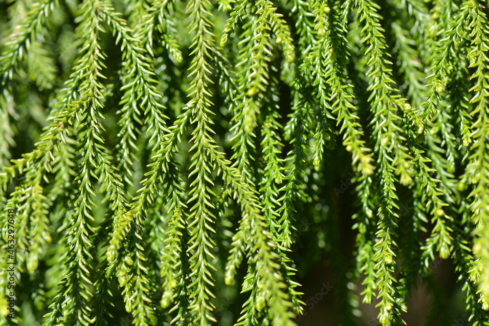 Rimu Tree leaves for graphic design elements Rimu Tree leaves for graphic design elements
