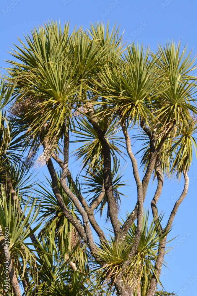 The New Zealand Cabbage tree (Cordyline australis) doing well in the New Zealand landscape The New Zealand Cabbage tree (Cordyline australis) doing well in the New Zealand landscape