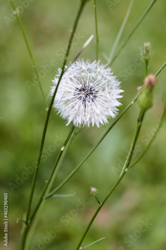 Dandelion head