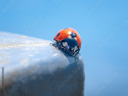 ladybug crawling on a gray fence, against a blue sky.