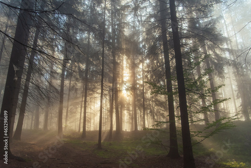 Walking in pine autumn forest at czech republic. Sunshine beams rays at sunrise through the fog among trees. © gorynvd