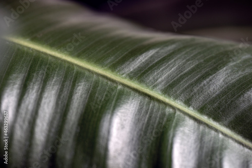 Photography close up of a leaf, nacka,sweden, sverige, stockholm