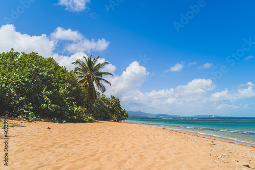 Fototapeta Naklejka Na Ścianę i Meble -  Hidden beach in Puerto Rico with Palm trees and turquoise waters