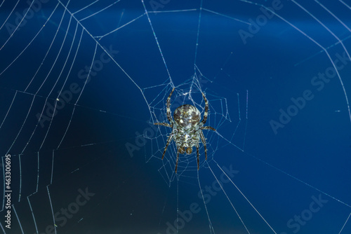 Spiders make webs. Wet spider web, with small spider on color background