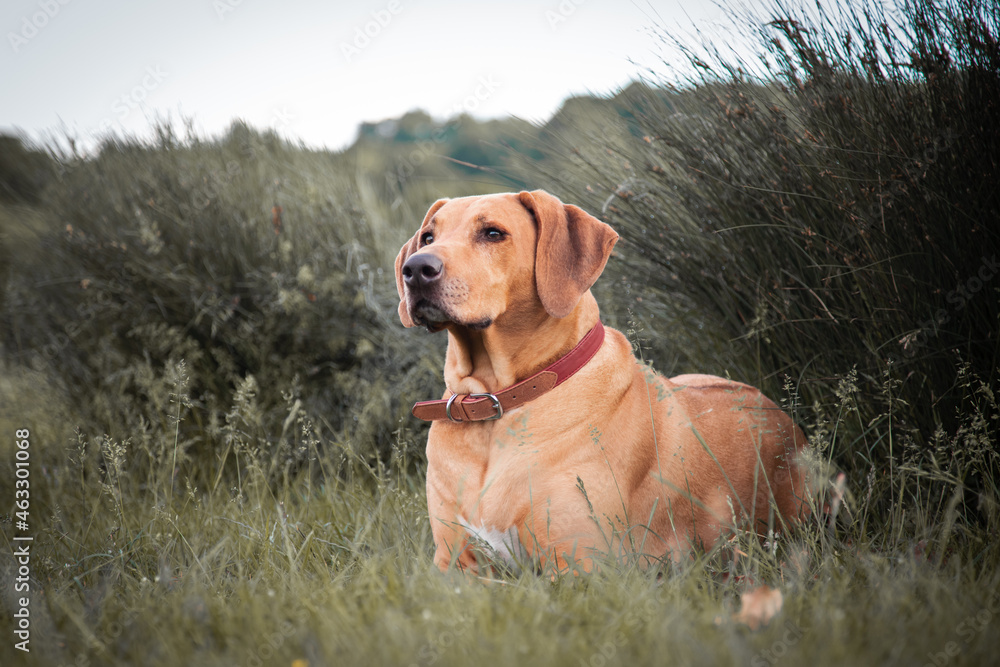 Rhodesian ridgeback lying down in the grass