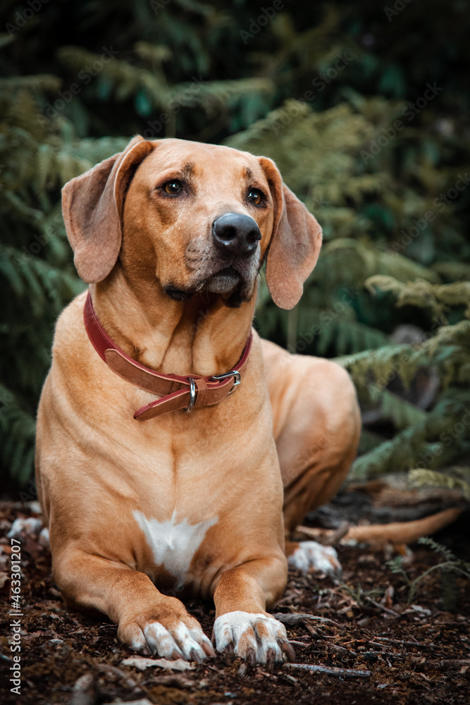 Rhodesian ridgeback lying in the forest Rhodesian ridgeback lying in the forest