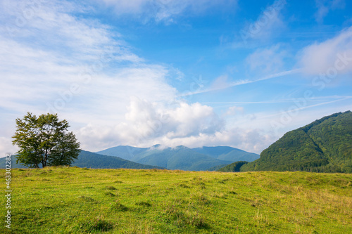 trees on the grassy hill. beautiful early autumn landscape in mountains. sunny morning with fluffy clouds on the blue sky