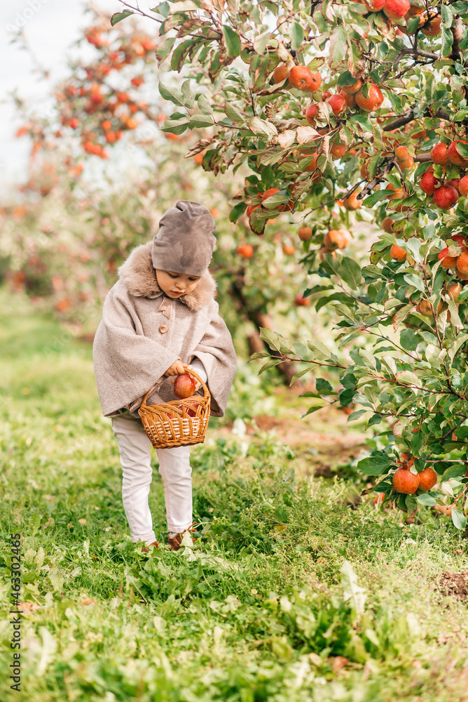 Cute little girl picking up apples in a green grass background at sunny day