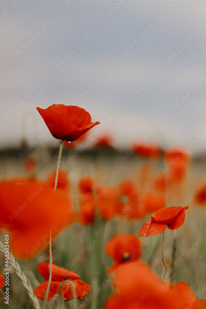 Obraz premium Poppies