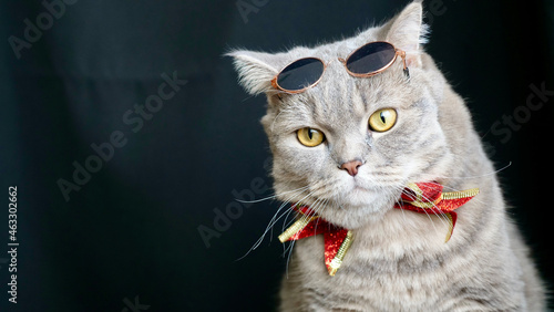 British pet, Scottish straight cat for New Year 2022, Christmas, with glasses, black isolated background, close-up. A cool gray animal celebrates the holidays