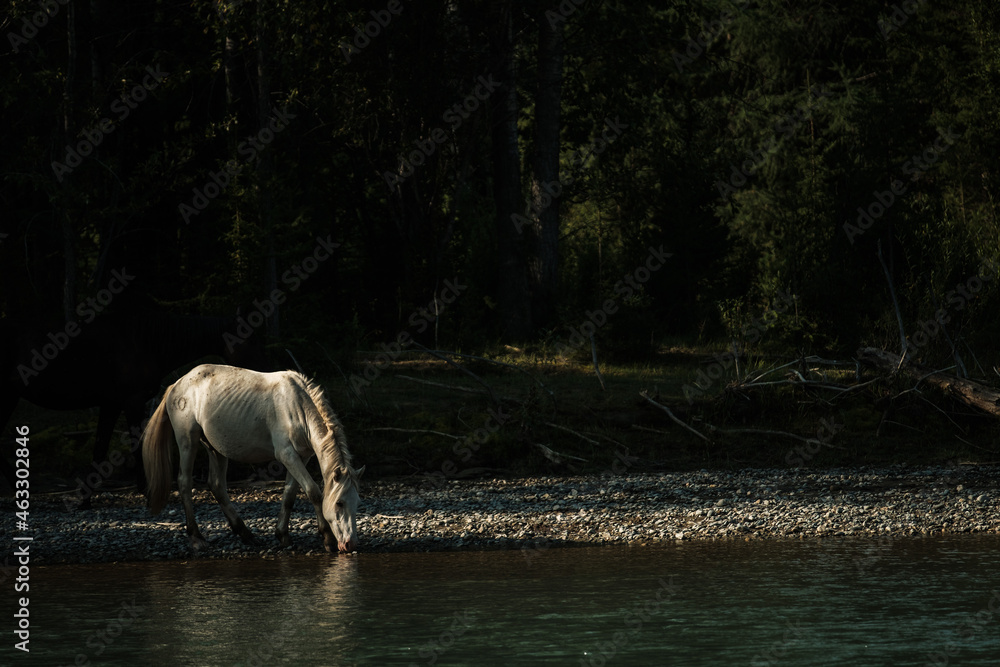 Horses drink water from a mountain river in the Altai Republic Horses drink water from a mountain river in the Altai Republic