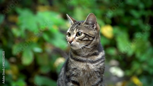 close-up view of a beautiful cat against a green background