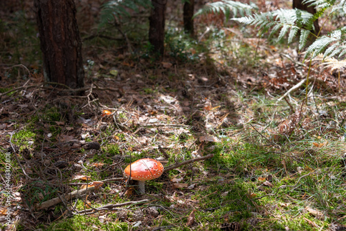 Red mushroom, toadstool in the forest. Selective focus. 