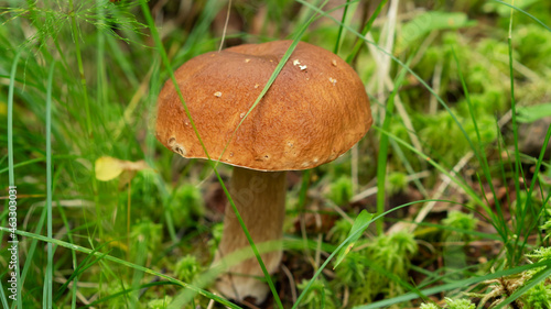 Mushroom boletus edulis grows in the forest. Mushroom boletus is an excellent source of healthy proteins.