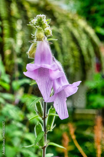 Ceratotheca is a genus of plants in the family Pedaliaceae photo