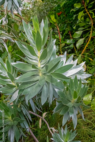 Leucadendron argenteum is an endangered plant species