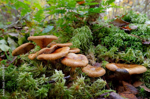Mushrooms in the autumn forest