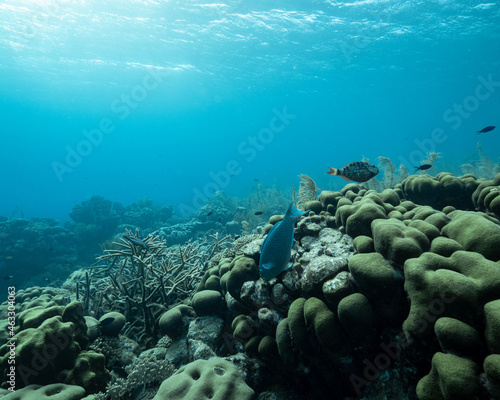 Parrot fish and coral reef with sun behind