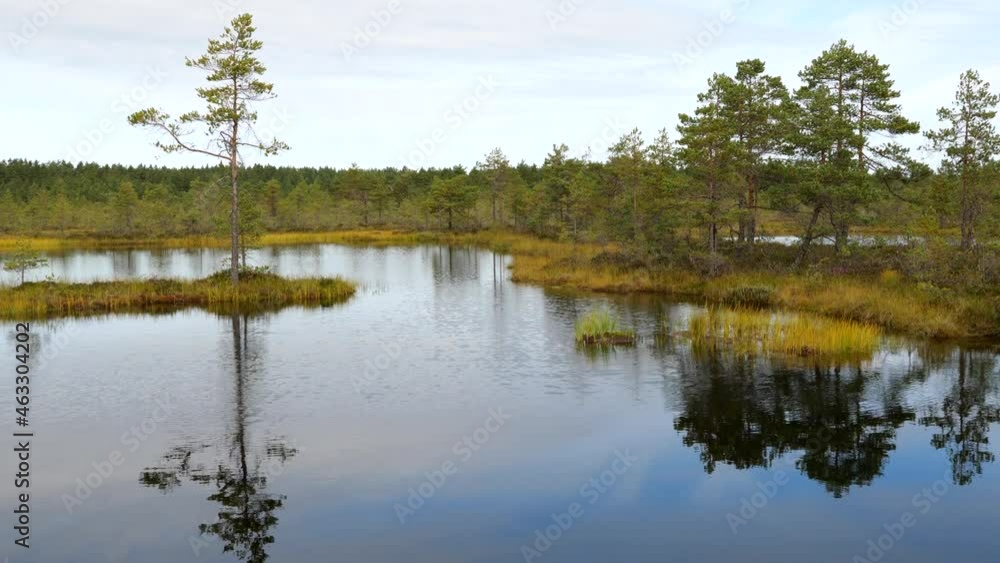 View of bog swamp land in sunny autumn day View of bog swamp land in sunny autumn day