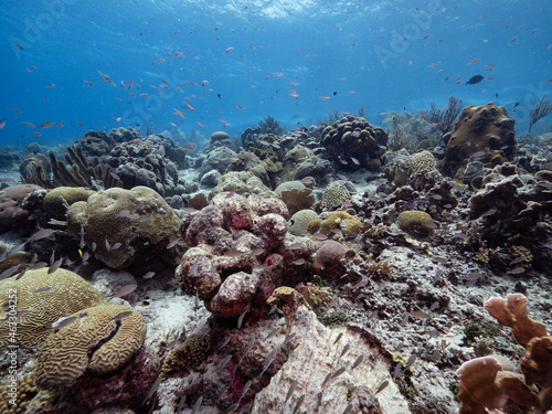 shallow coral reef with small fish schooling above